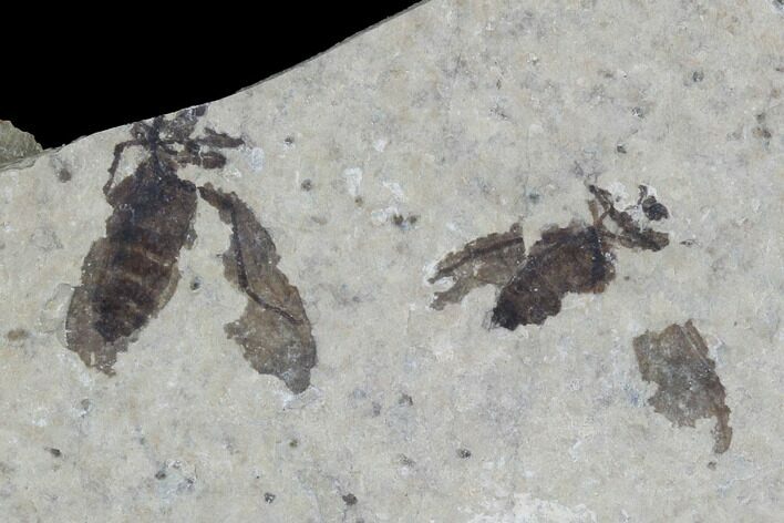 Double Fossil March Fly (Plecia) - Green River Formation #95849